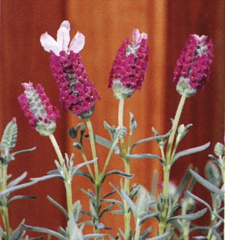 Photos von Blumenvarianten benutzt als: Topf und Beet Lavandula stoechas Madrid Pink