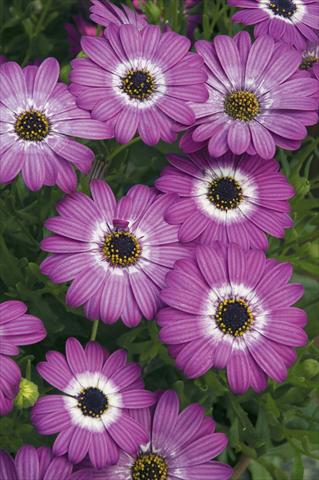 Photos von Blumenvarianten benutzt als: Topf und Beet Osteospermum ecklonis Cape Daisy Dodoma Purple