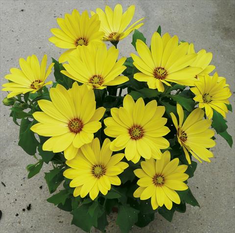 Photos von Blumenvarianten benutzt als: Topf und Beet Osteospermum ecklonis Cape Daisy Yellow Halo