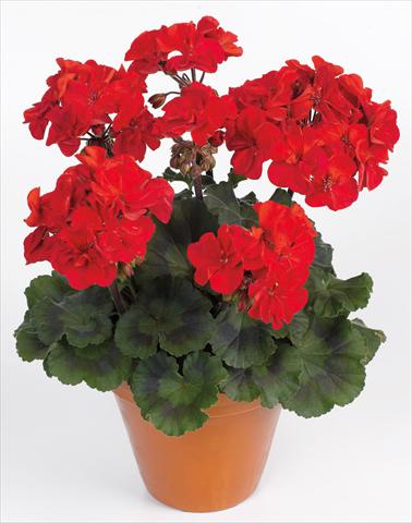 Photos von Blumenvarianten benutzt als: Topf, Beet, Terrasse Pelargonium zonale pac® Abelina