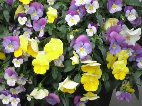 Photos von Blumenvarianten benutzt als: Topf und Beet Viola cornuta Superba F1
