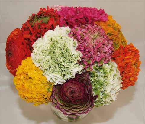 Photos von Blumenvarianten benutzt als: Topf und Beet Ranunculus asiaticus Pon-Pon® mix