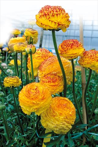 Photos von Blumenvarianten benutzt als: Topf und Beet Ranunculus asiaticus Pon-Pon®