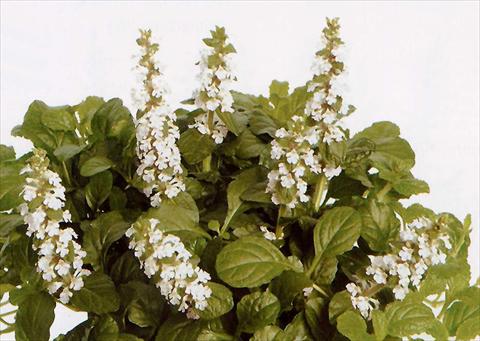 Photos von Blumenvarianten benutzt als: Topf und Beet Ajuga reptans Alba