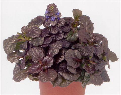 Photos von Blumenvarianten benutzt als: Topf und Beet Ajuga reptans Black Scallop