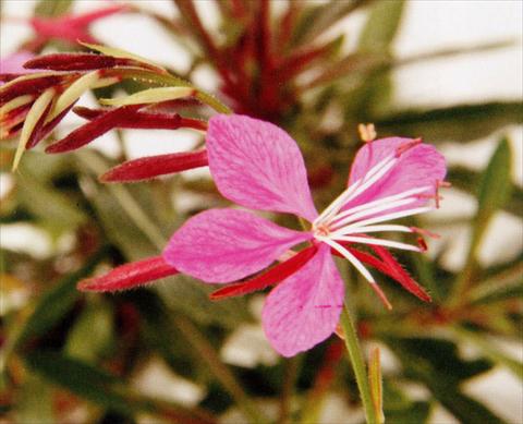Photos von Blumenvarianten benutzt als: Beet- / Rabattenpflanze Gaura lindheimeri Pink