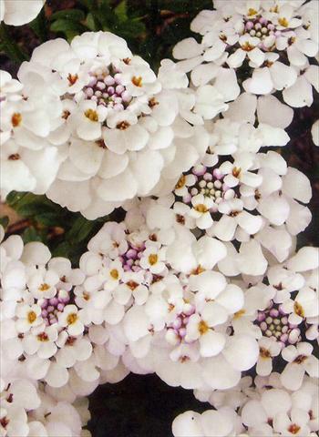 Photos von Blumenvarianten benutzt als: Beet- / Rabattenpflanze Iberis sempervirens Masterpiece