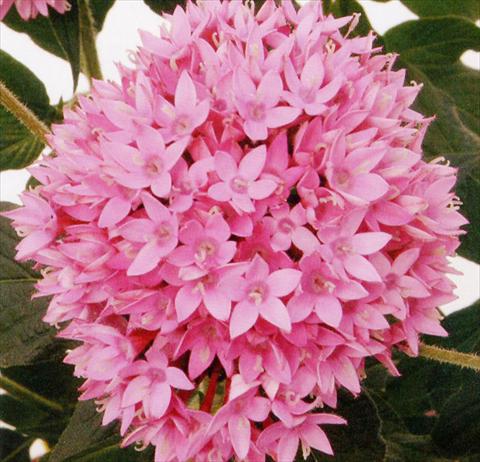 Photos von Blumenvarianten benutzt als: Topf und Beet Pentas lanceolata Panic Lilac