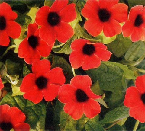 Photos von Blumenvarianten benutzt als: Ampel/Topf Thunbergia alata Arizona Dark Red