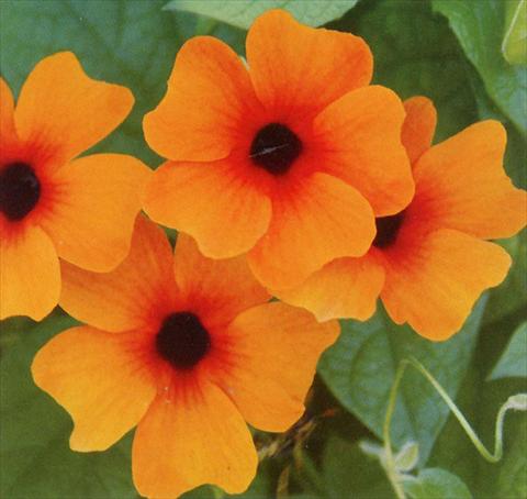 Photos von Blumenvarianten benutzt als: Ampel/Topf Thunbergia alata Sunny Susy Red Orange