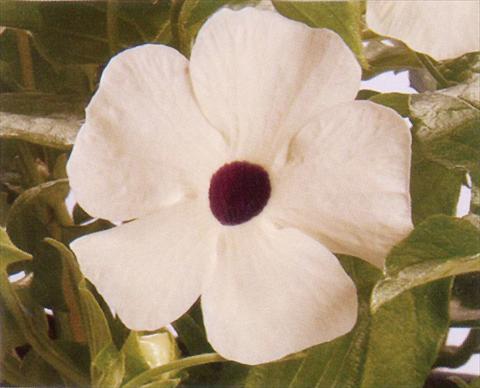 Photos von Blumenvarianten benutzt als: Ampel/Topf Thunbergia alata White