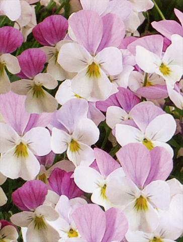 Photos von Blumenvarianten benutzt als: Topf und Beet Viola hybrida Friolina® Pink White Cascadiz