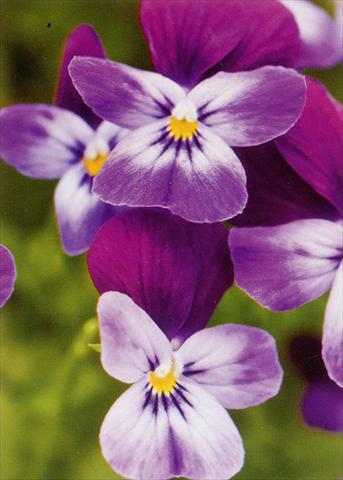 Photos von Blumenvarianten benutzt als: Topf und Beet Viola hybrida Friolina® Purple Blue Cascadiz
