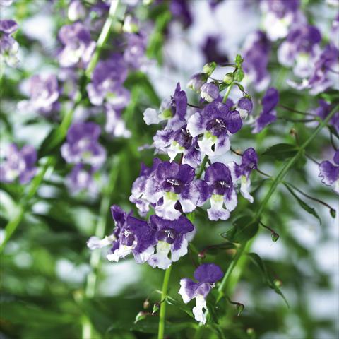 Photos von Blumenvarianten benutzt als: Topf, Beet, Terrasse, Ampel Angelonia angustifolia pac® Adessa Bicolor