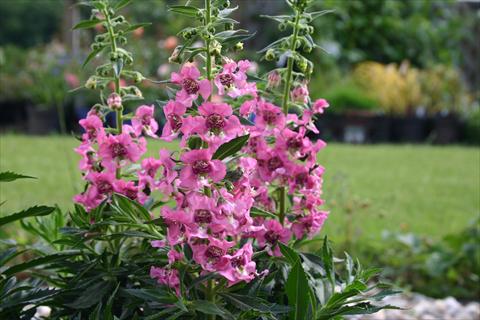 Photos von Blumenvarianten benutzt als: Topf, Beet, Terrasse, Ampel Angelonia angustifolia pac® Adessa Pink