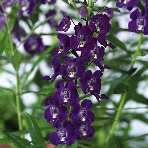 Photos von Blumenvarianten benutzt als: Topf, Beet, Terrasse, Ampel Angelonia angustifolia pac® Adessa Purple