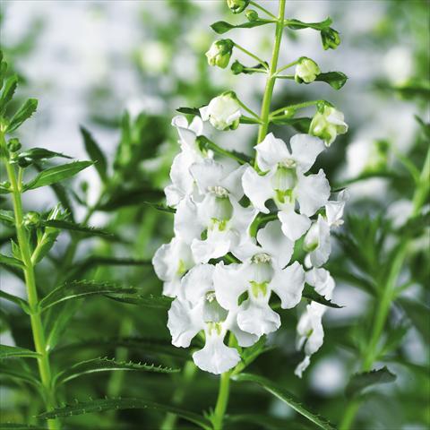 Photos von Blumenvarianten benutzt als: Topf, Beet, Terrasse, Ampel Angelonia angustifolia pac® Adessa White