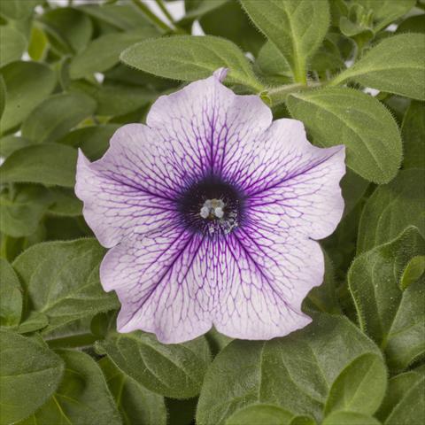 Photos von Blumenvarianten benutzt als: Topf, Beet, Terrasse, Ampel Petunia pac® Happytoonia Blue Vein
