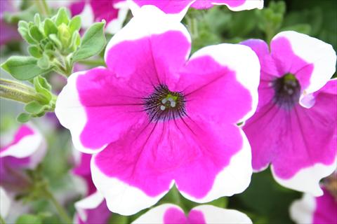 Photos von Blumenvarianten benutzt als: Topf, Beet, Terrasse, Ampel Petunia pac® Happytoonia Picotee Purple