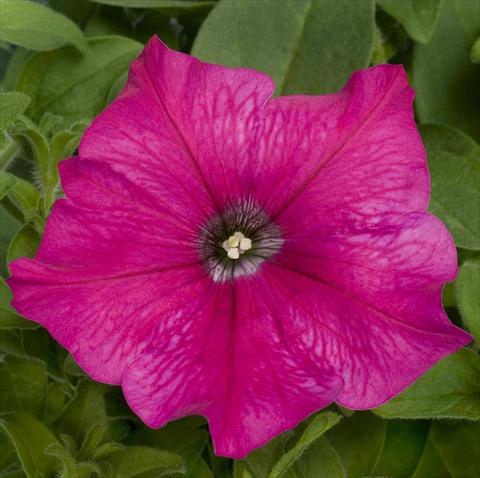 Photos von Blumenvarianten benutzt als: Topf, Beet, Terrasse, Ampel Petunia pac® Happytoonia Pink