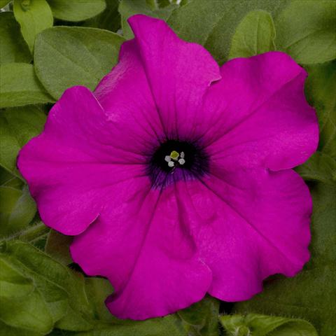 Photos von Blumenvarianten benutzt als: Topf, Beet, Terrasse, Ampel Petunia pac® Happytoonia Purple