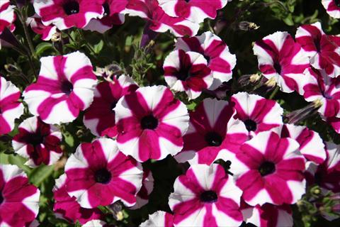 Photos von Blumenvarianten benutzt als: Topf, Beet, Terrasse, Ampel Petunia pac® Prettyttonia Purple Star