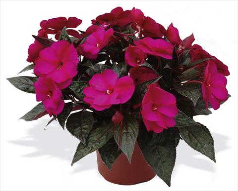 Photos von Blumenvarianten benutzt als: Topf, Beet, Terrasse, Ampel Impatiens N. Guinea pac® Impacio® Purple Improved