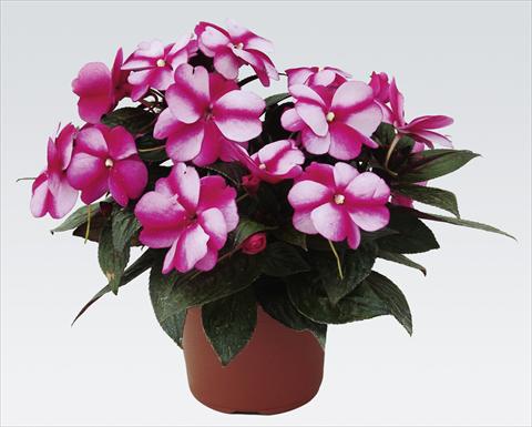 Photos von Blumenvarianten benutzt als: Topf, Beet, Terrasse, Ampel Impatiens N. Guinea pac® Impacio® Purple Star