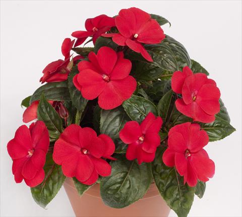 Photos von Blumenvarianten benutzt als: Topf, Beet, Terrasse, Ampel Impatiens N. Guinea pac® Impacio® Red Improved