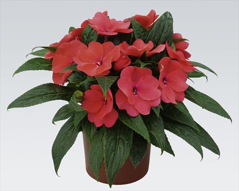 Photos von Blumenvarianten benutzt als: Topf, Beet, Terrasse, Ampel Impatiens N. Guinea pac® Impacio® Salmon