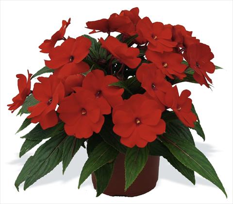 Photos von Blumenvarianten benutzt als: Topf, Beet, Terrasse, Ampel Impatiens N. Guinea pac® Impacio® Scarlet