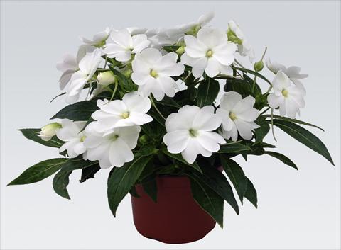Photos von Blumenvarianten benutzt als: Topf, Beet, Terrasse, Ampel Impatiens N. Guinea pac® Impacio® White