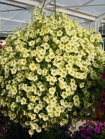 Photos von Blumenvarianten benutzt als: Topf, Beet, Terrasse, Ampel Petunia pac® Happytoonia Yellow