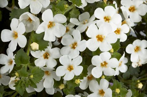 Photos von Blumenvarianten benutzt als: Topf, Terrasse, Ampel. Bacopa (Sutera cordata) Scopia™ Gulliver White