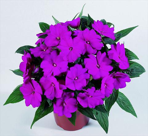 Photos von Blumenvarianten benutzt als: Topf, Beet, Terrasse, Ampel Impatiens N. Guinea RED FOX Petticoat Blue