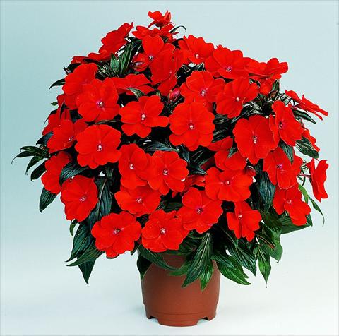 Photos von Blumenvarianten benutzt als: Topf, Beet, Terrasse, Ampel Impatiens N. Guinea RED FOX Petticoat Fire