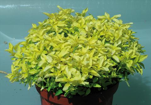 Photos von Blumenvarianten benutzt als: Topf und Beet Origanum vulgare Aureum Gold