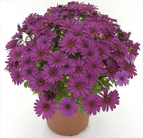 Photos von Blumenvarianten benutzt als: Topf und Beet Osteospermum Side Show Purple