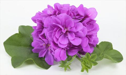 Photos von Blumenvarianten benutzt als: Topf, Terrasse, Ampel. Pelargonium peltatum pac® Amelit