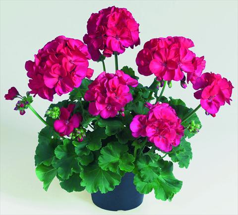 Photos von Blumenvarianten benutzt als: Topf, Beet, Terrasse Pelargonium zonale RED FOX Green Series Lyrik