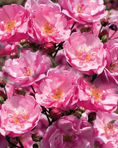 Photos von Blumenvarianten benutzt als: Beet- / Rabattenpflanze Rosa paesaggistica Louis Bleriot