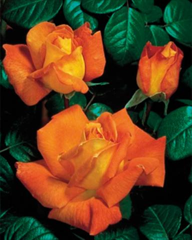 Photos von Blumenvarianten benutzt als: Beet- / Rabattenpflanze Rosa rampicante GP Louis de Funes