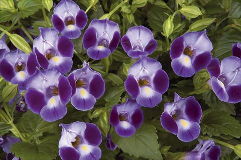 Photos von Blumenvarianten benutzt als: Topf, Beet, Terrasse Torenia Moon Purple