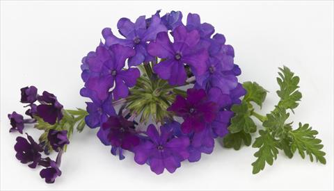 Photos von Blumenvarianten benutzt als: Topf, Terrasse, Ampel. Verbena Benissima® Blue