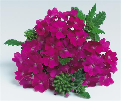Photos von Blumenvarianten benutzt als: Topf, Terrasse, Ampel. Verbena hybrida RED FOX Empress Purple