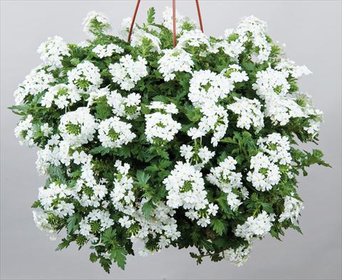 Photos von Blumenvarianten benutzt als: Topf, Terrasse, Ampel. Verbena Veralena™ Wedding White bianco