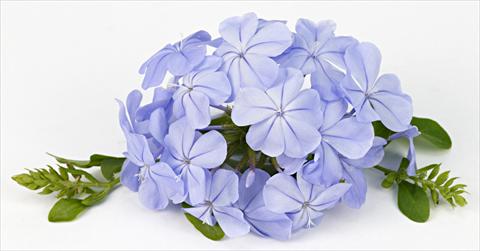 Photos von Blumenvarianten benutzt als: Beet- / Rabattenpflanze Plumbago auriculata Blue