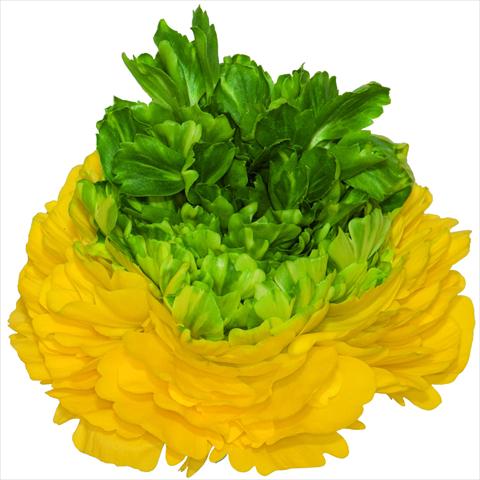 Photos von Blumenvarianten benutzt als: Schnittblume Ranunculus asiaticus Success® Lemon