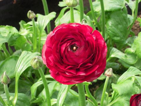 Photos von Blumenvarianten benutzt als: Schnittblume Ranunculus asiaticus Success® Milonga