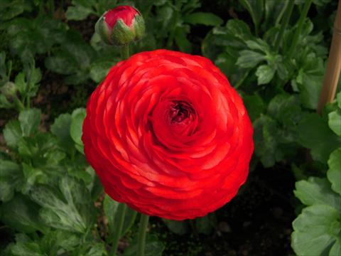 Photos von Blumenvarianten benutzt als: Schnittblume Ranunculus asiaticus Success® Tango